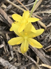 Hypoxis mexicana