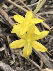 Hypoxis mexicana