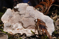 Datronia brunneoleuca