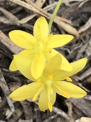 Hypoxis mexicana