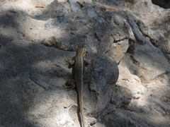 Sceloporus edbelli