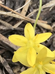 Hypoxis mexicana