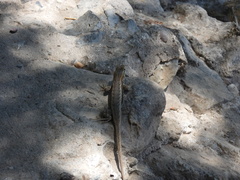 Sceloporus edbelli