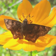 Nisoniades macarius