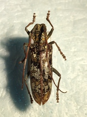 Monochamus marmorator