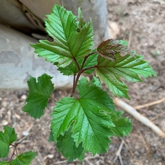 Magnoliopsida