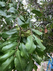 Steganotaenia araliacea