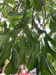 Steganotaenia araliacea