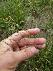 Panicum hallii filipes