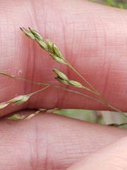 Panicum hallii filipes