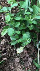 Fothergilla gardenii