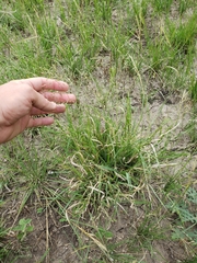Panicum hallii filipes