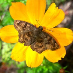 Nisoniades macarius
