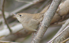 Troglodytes aedon parkmanii