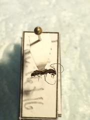 Molorchus bimaculatus