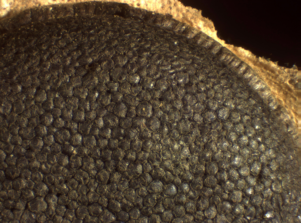 Amaurochaete comata
