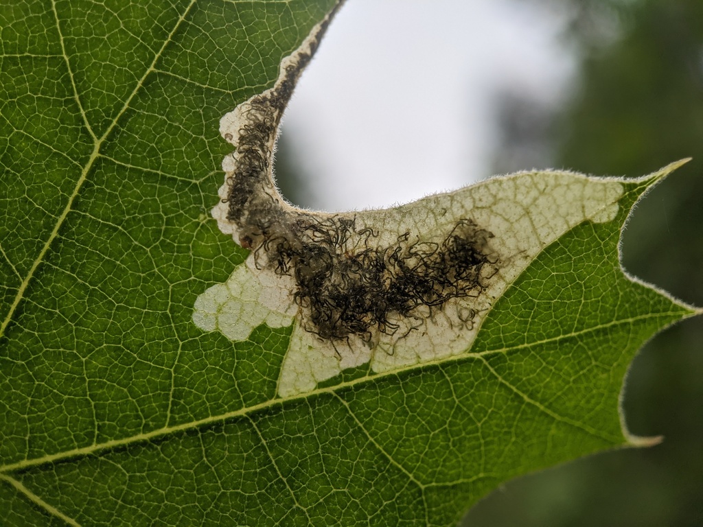 Eriocraniella aurosparsella