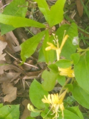 Lonicera