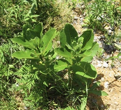 Asclepias variegata