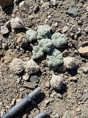 Oreonana vestita