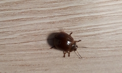 Dicranosterna semipunctata