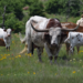 Domestic Cattle - Photo (c) Randolph (Randy) King, some rights reserved (CC BY-NC), uploaded by Randolph (Randy) King
