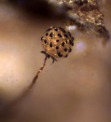 Cribraria microcarpa