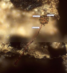 Cribraria microcarpa