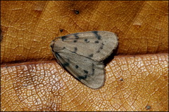Paidia rica