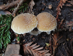 Psathyrella pennata