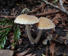 Psathyrella pennata