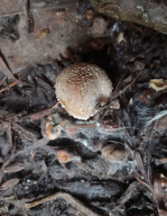 Psathyrella pennata