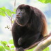 Ecuadorian Mantled Howler Monkey - Photo (c) Rodriguez Ariel, some rights reserved (CC BY-NC), uploaded by Rodriguez Ariel
