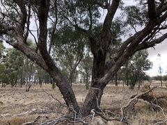 Eucalyptus microcarpa