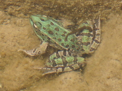 Lithobates spectabilis