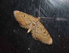 Eupithecia satyrata
