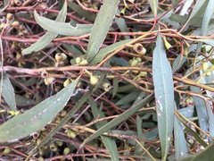 Eucalyptus microcarpa