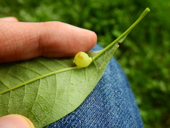 Callirhytis confusa