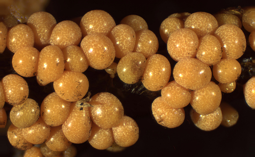 Representative image of Badhamia foliicola