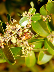 Acacesia