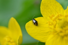 Phyllotreta ochripes