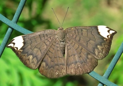 Emesis fastidiosa