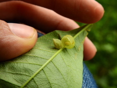 Callirhytis confusa