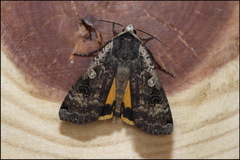 Noctua pronuba