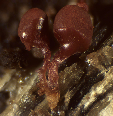 Arcyria ferruginea