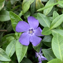 Vinca minor