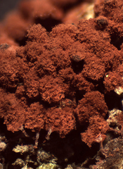 Arcyria ferruginea