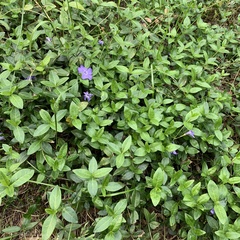Vinca minor