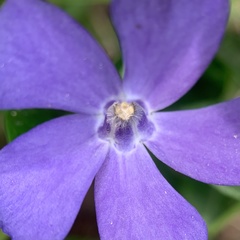 Vinca minor