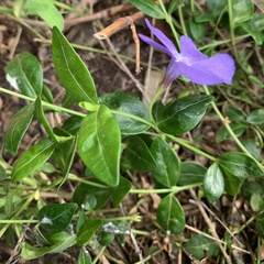 Vinca minor